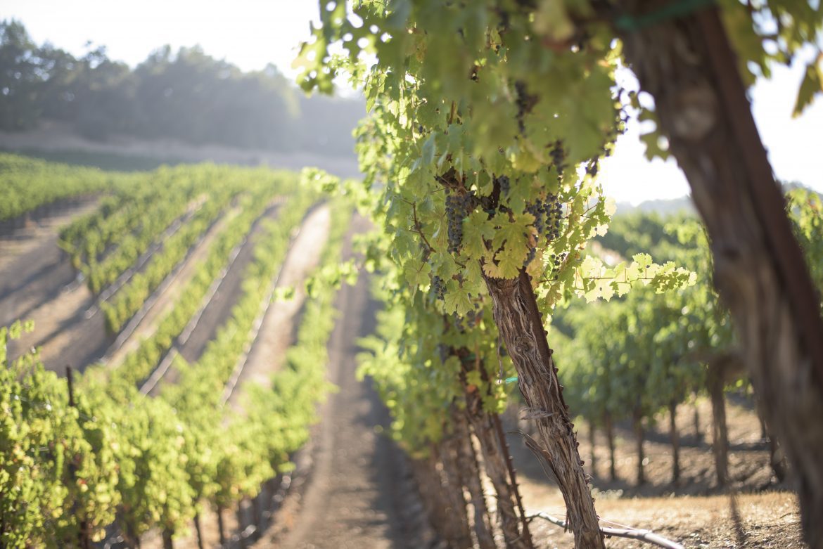 vines on the hill