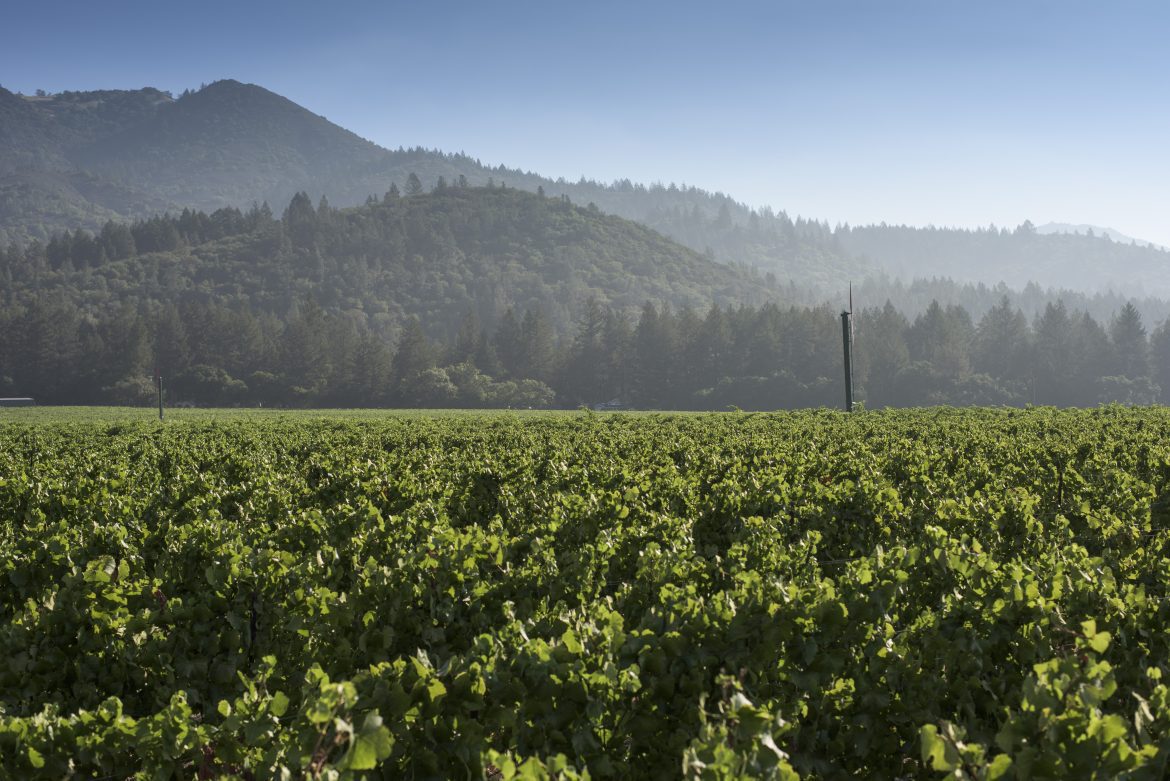 morning haze at Wild Oak Vineyard