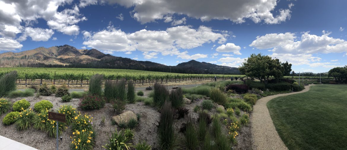 Moutain and vineyard with flowers