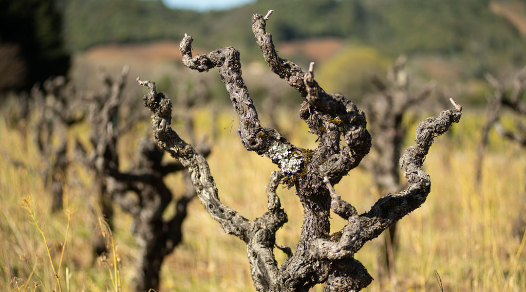 Old Vines at Bacchi Vineyard