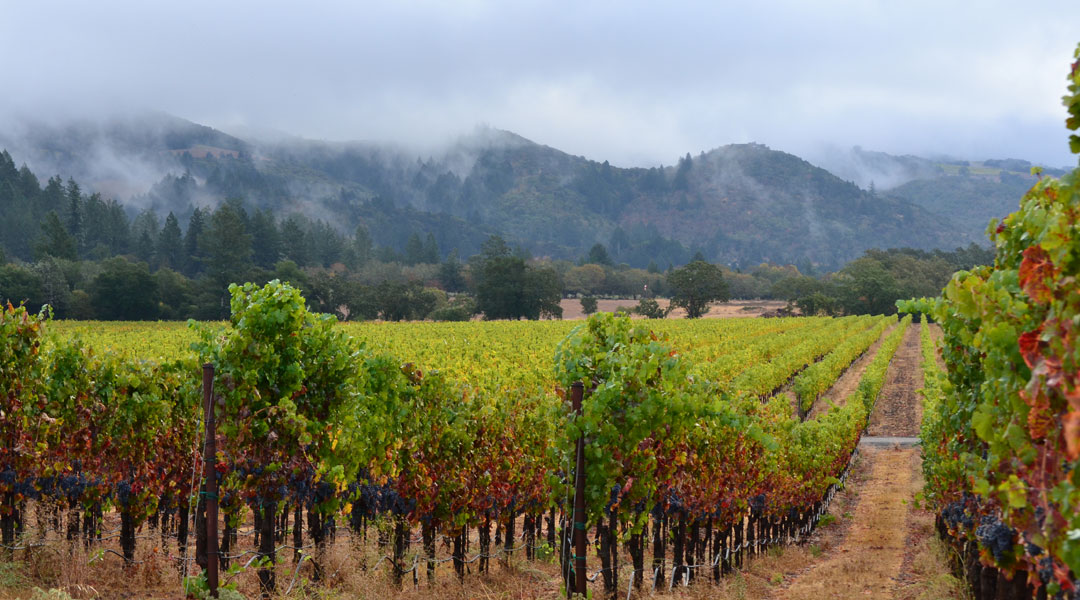 The amazing landscape overlooking Wild Oak Vineyard