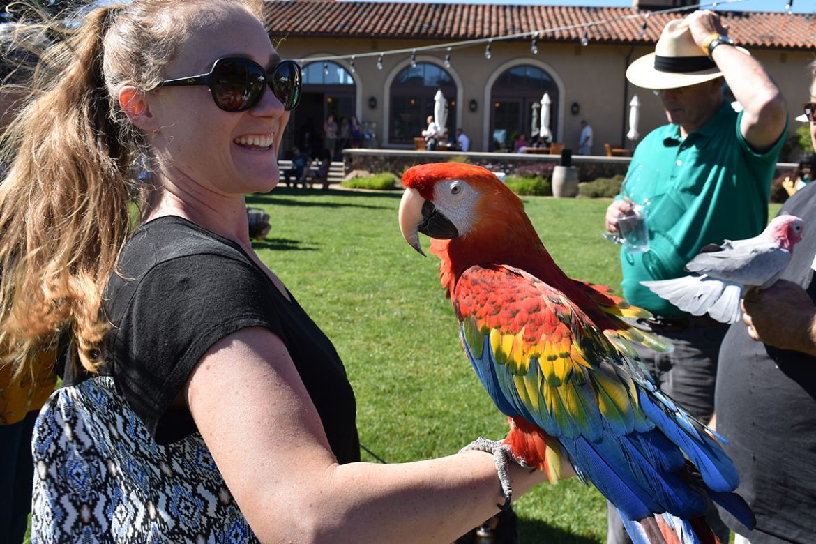beautiful birds in Sonoma