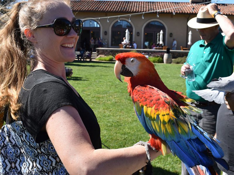 beautiful birds in Sonoma