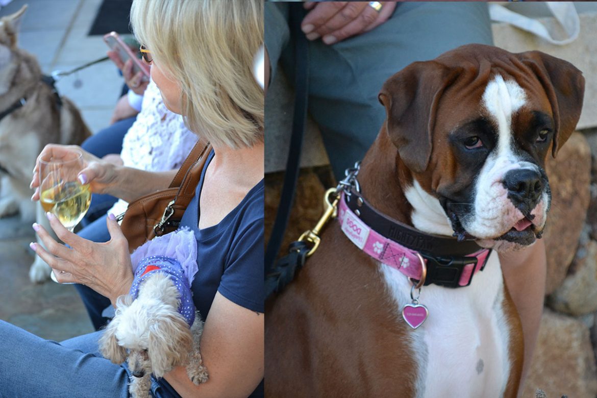 Boxer lover at winery