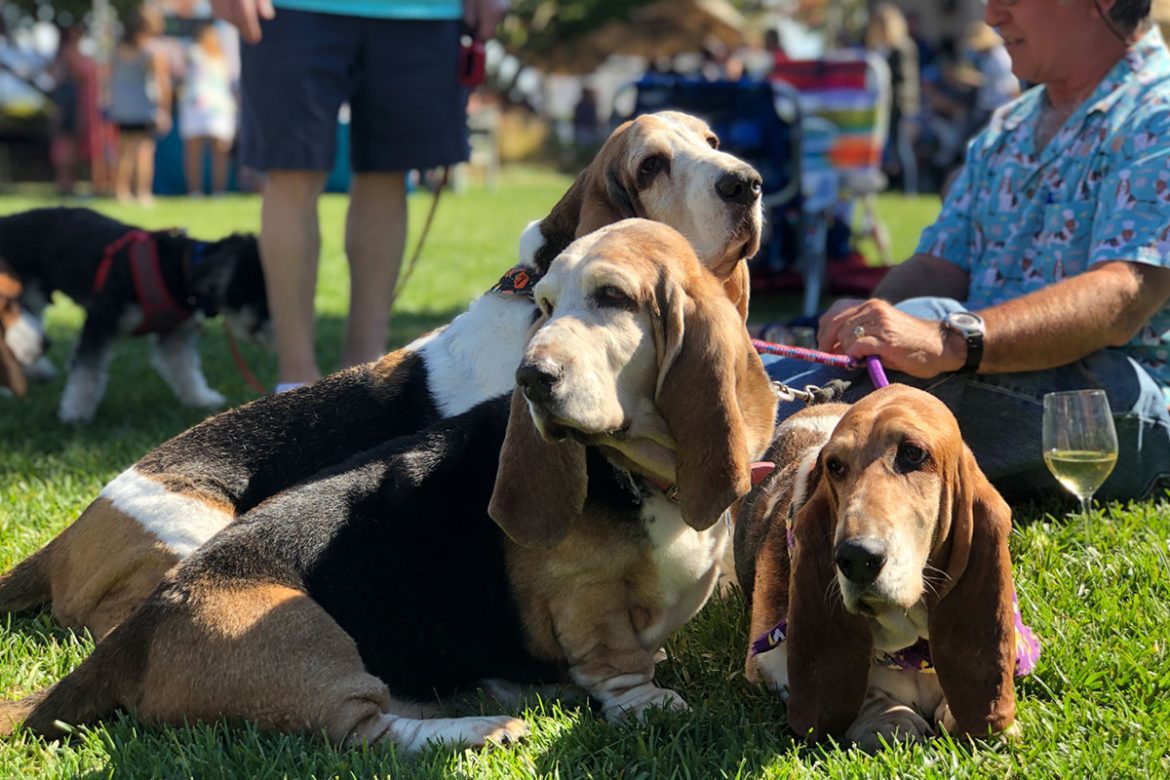 Bassett hounds at Blessing of the Animals Tom Mackey