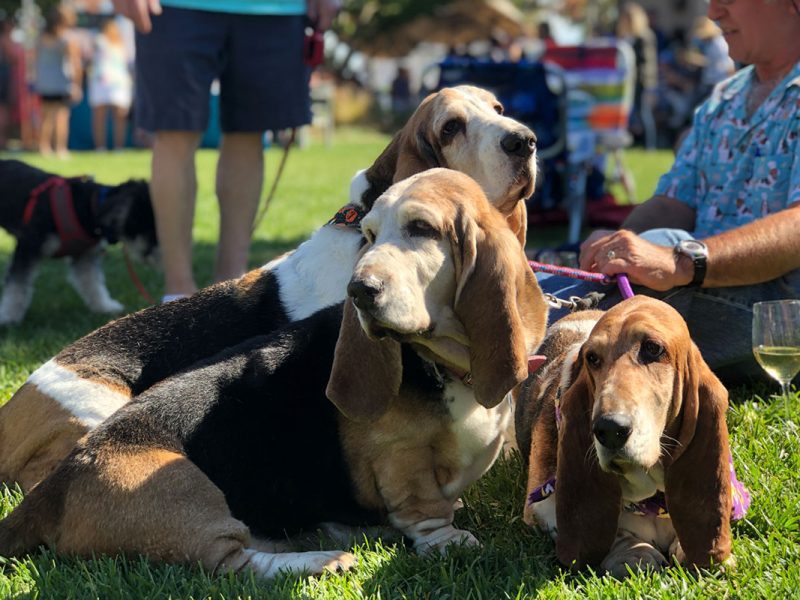 Bassett hounds at Blessing of the Animals Tom Mackey