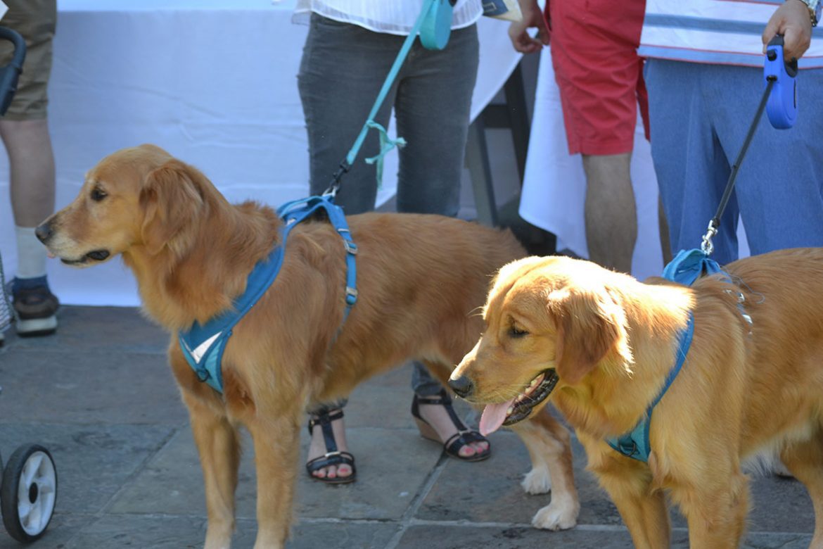 twin labs