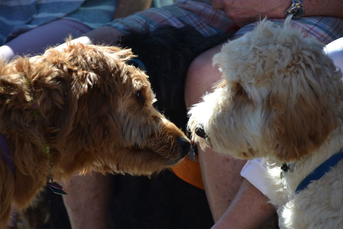 dogs kissing
