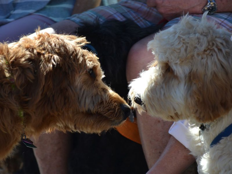 dogs kissing