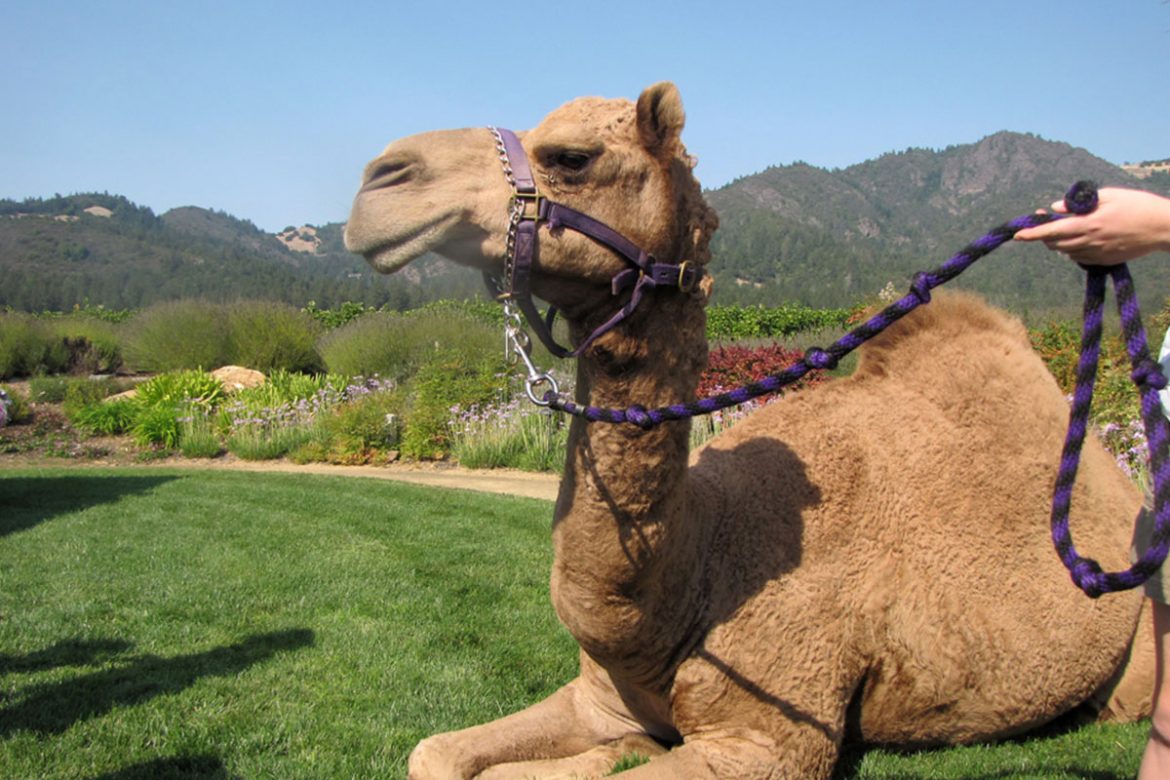 Blessing of the Animals camel