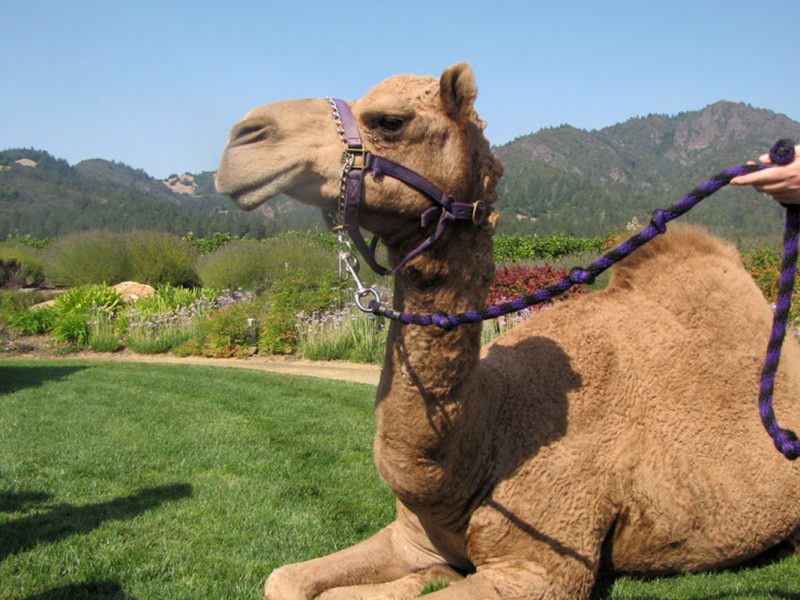 Blessing of the Animals camel