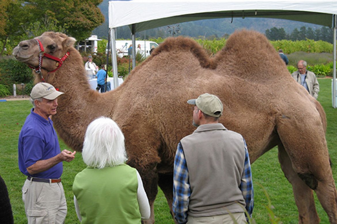 Hump day in the vineyards