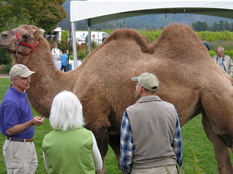 Hump day in the vineyards