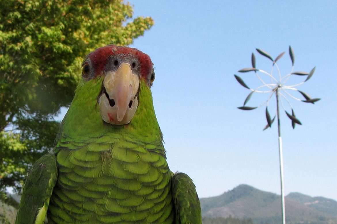 Parrot at St. Francis