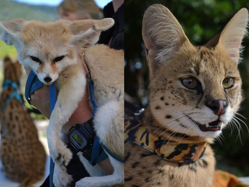 foxes and wild cats pair with Chardonnay