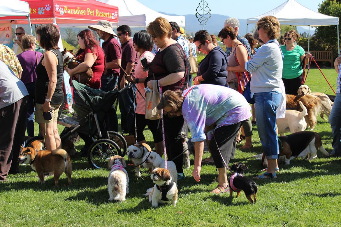 Dog show in Sonoma