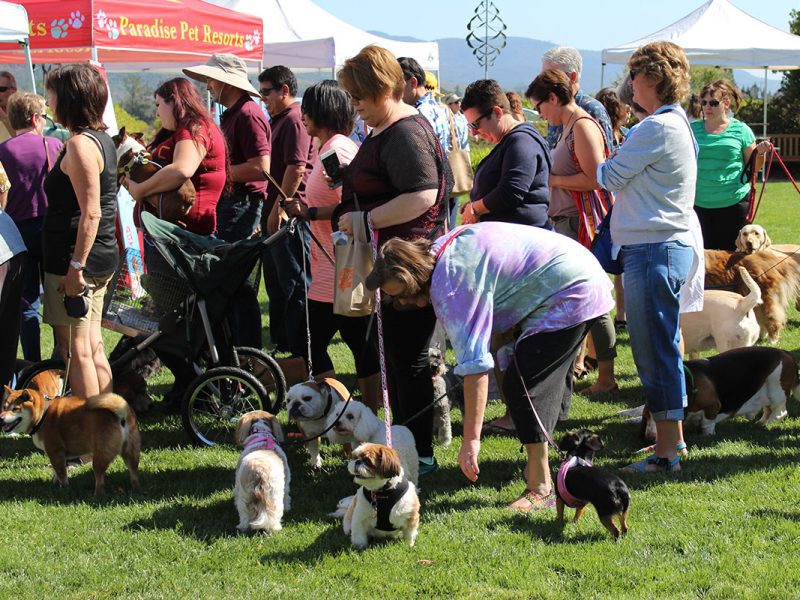 Dog show in Sonoma