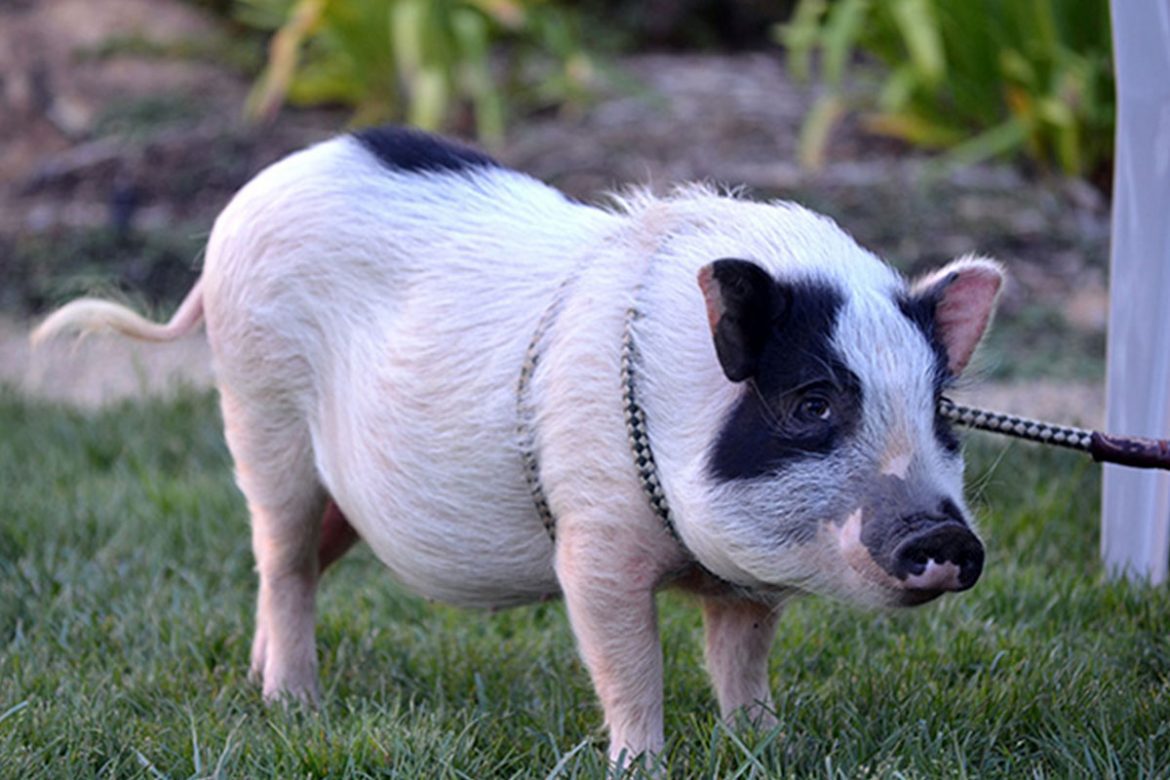 pot belly pig for pets