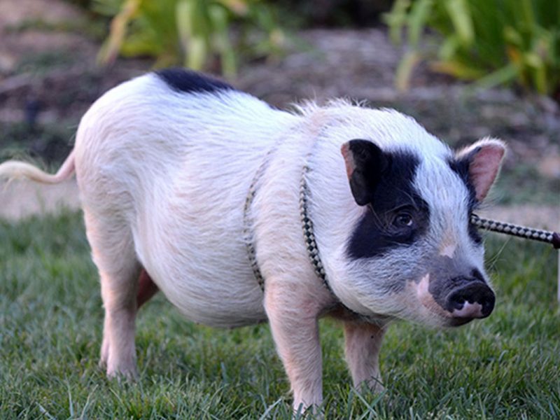 pot belly pig for pets