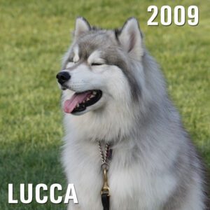 Lucca - Winery Dog of the Year 2009