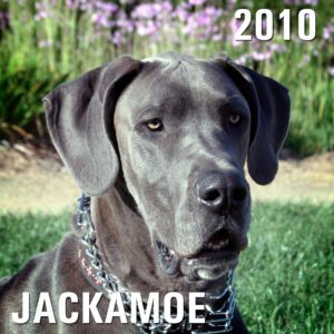 Jackamoe - Winery Dog of the Year 2010