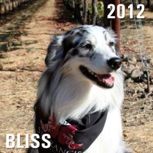 Bliss - 2012 Winery Dog of the Year