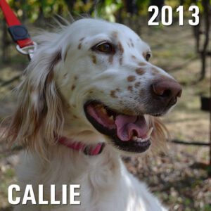 Calli - Winery Dog of the Year 2013
