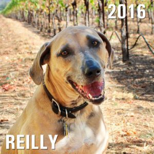 Reilly - Winery Dog of the Year 2016