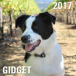 Gidget - Winery Dog of the Year 2017