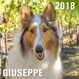 Giuseppe - 2018 Winery Dog of the Year
