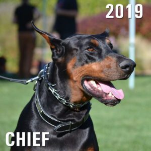 Cheif - Winery Dog of the Year 2019