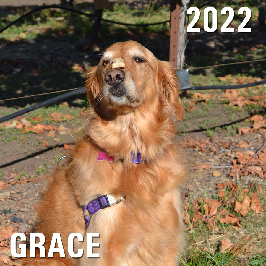 Grace - 2022 Winery Dog of the Year