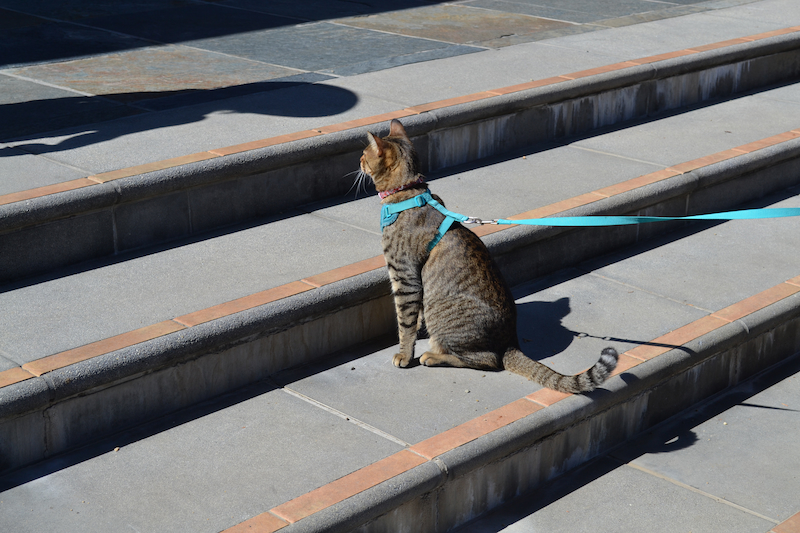 Cats on leashes at the Blessing of the Animals 2022