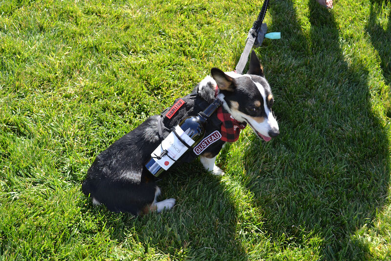 Cute dogs that love wine