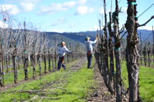 Vineyard workers pruning the vines