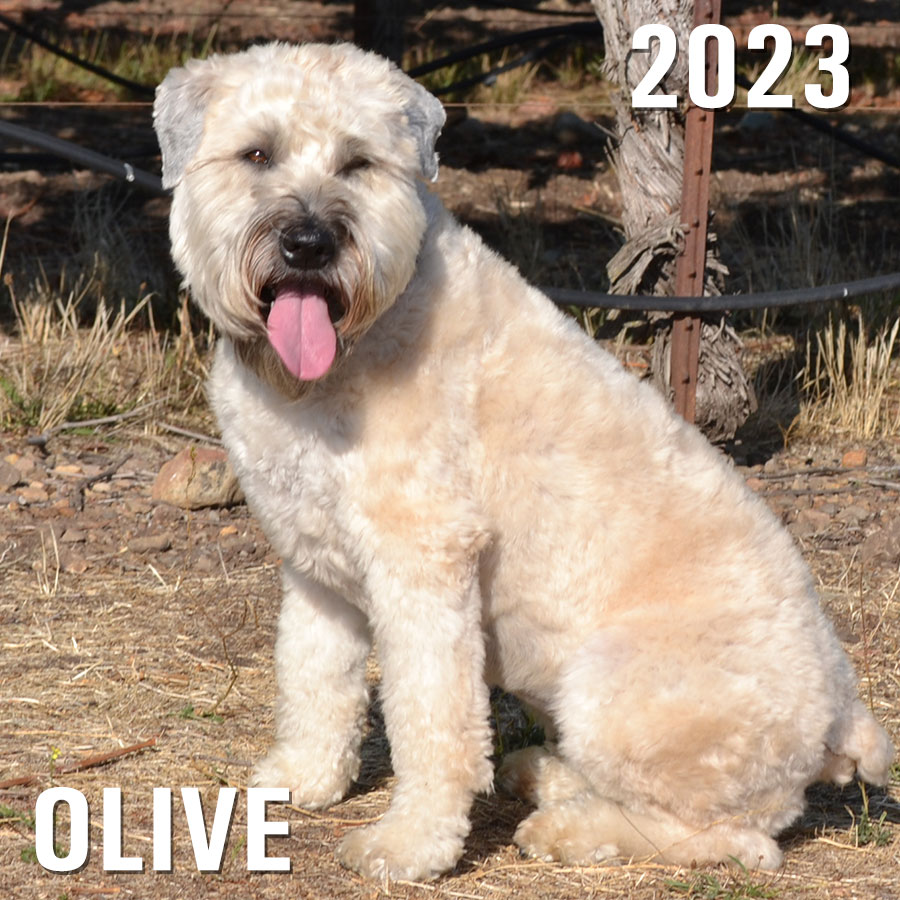 Winery Dog of the Year 2023 - Olive