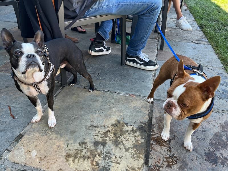 Blessing of the Animals 2024 at St. Francis Winery