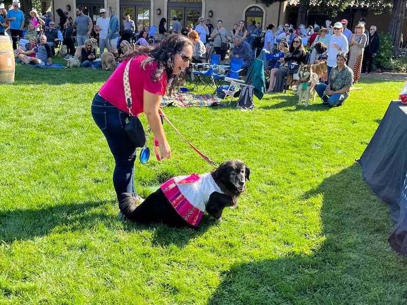 Blessing of the Animals 2024 at St. Francis Winery