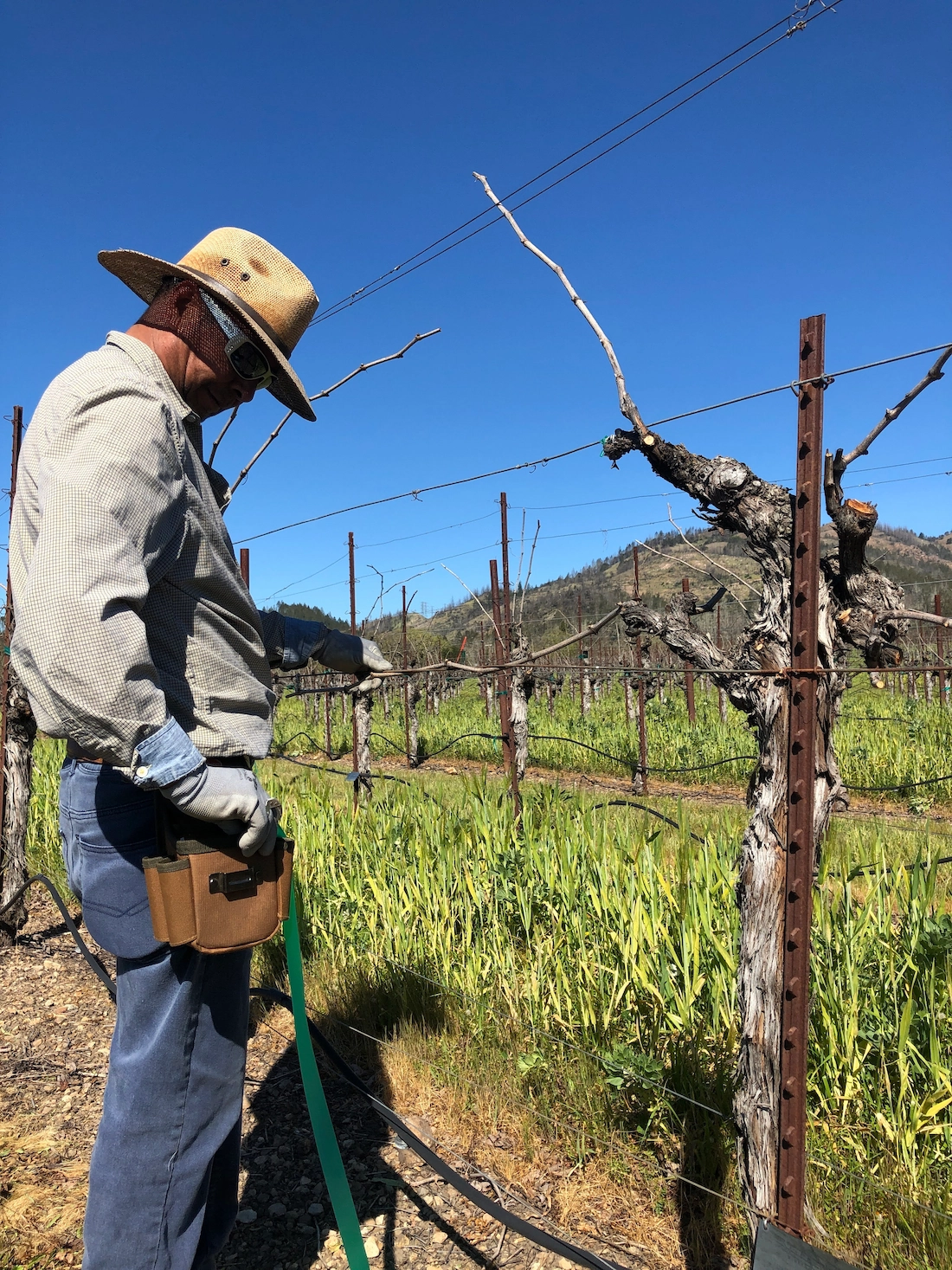 Vineyard Workers