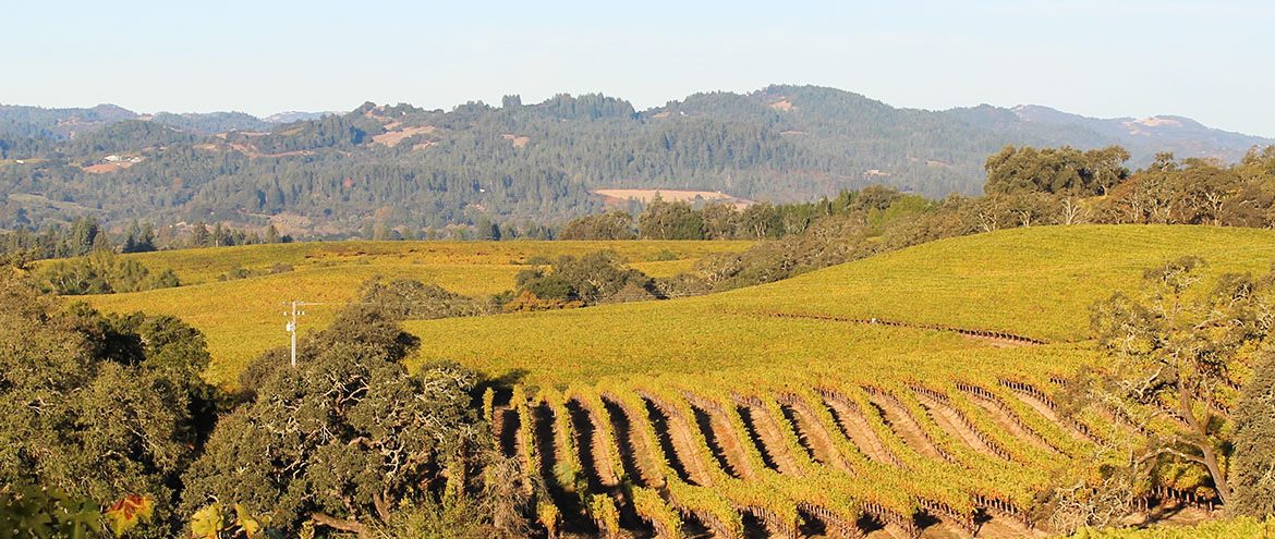 California wine vineyards