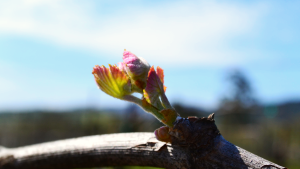 bud break