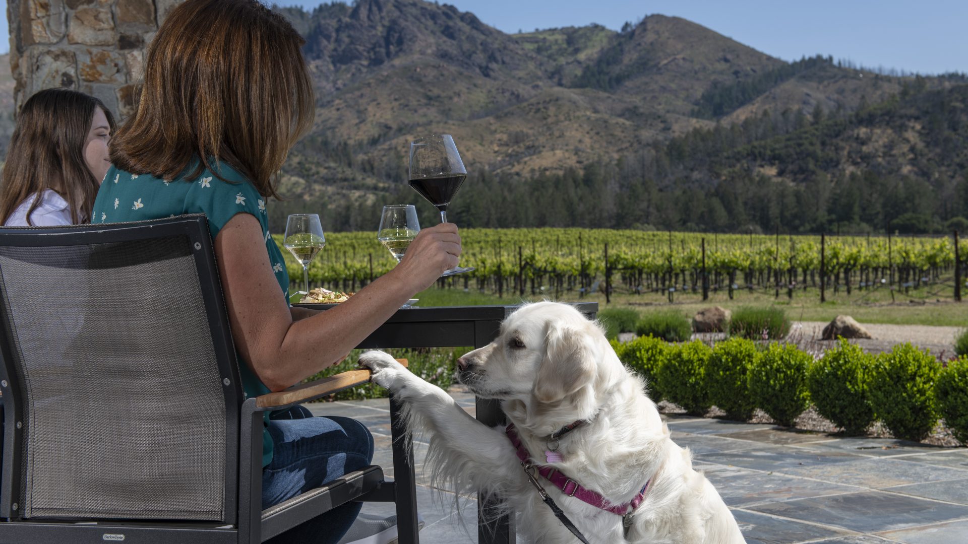 Dog Friendly Winery