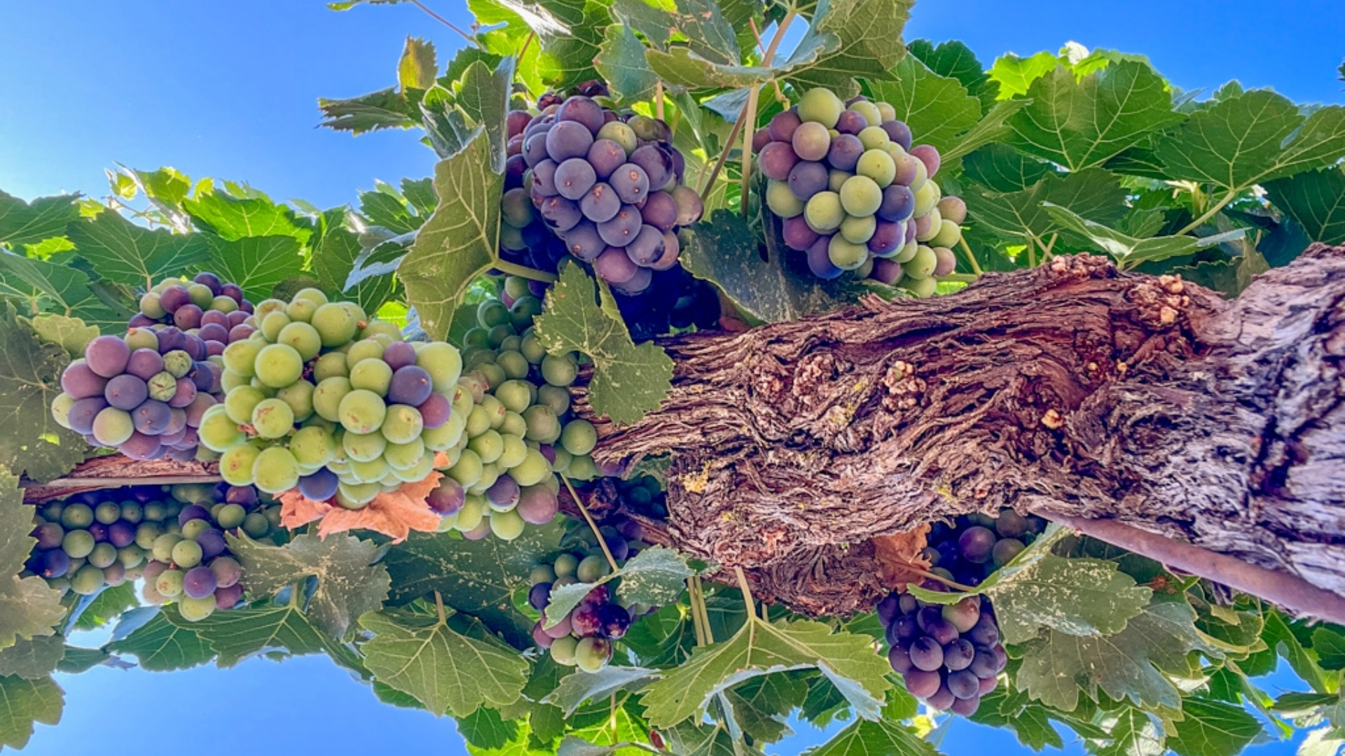 Petite Sirah Veraison
