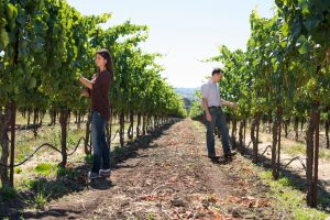 Winemakers