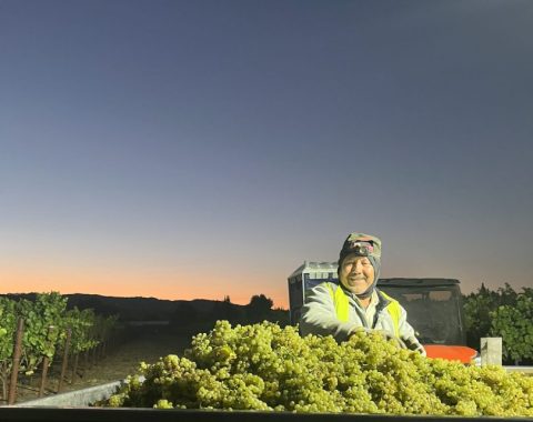 white grape harvest