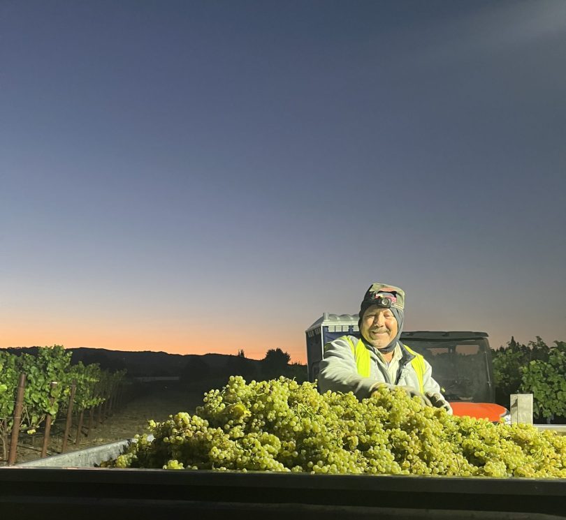 white grape harvest