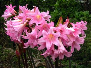 Pink Belladonna Lily blooms, 