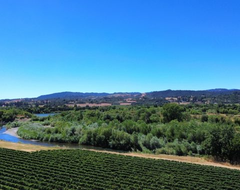 Rio Este Vineyard Russian River Valley