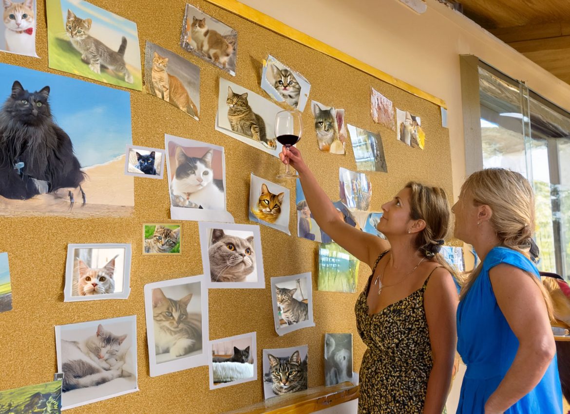 Blessing of the Animals: Kitty Corner
