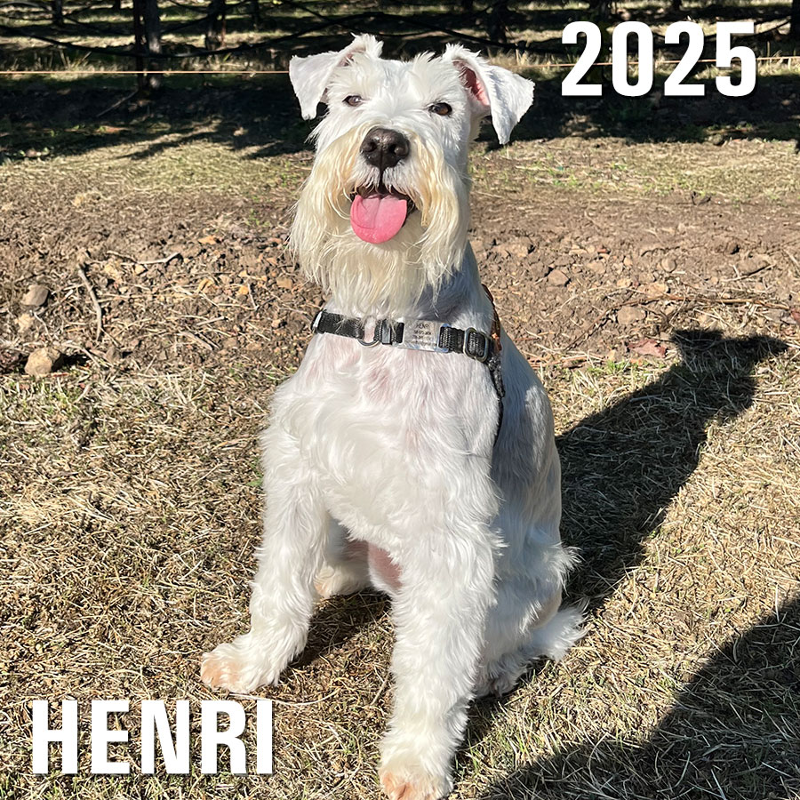 2025 Winery Dog of the Year at St. Francis Winery's Blessing of th e Animals - Henri